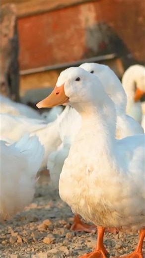 Duck Sound in Water | Natural Duck Voice and Quacking | Animals Video | Animal Sound #shorts