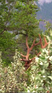 4.6K views · 198 reactions | Elk Bull Transformation - Velvet to Rut Ready with the Talbot Titan! | Wildlife On Video | Facebook