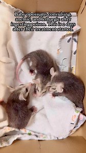 This is after 2 days of injections, tube feedings, and subq fluids. They are still weak and having side effects. I don’t know if they’ll make it. | North Texas Wildlife Center