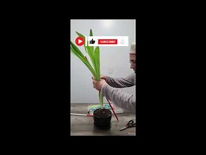 The Expert Guide to Amaryllis after wilting Part 2