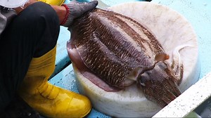 Giant cuttlefish cutting show skill | Amazing Food Taste