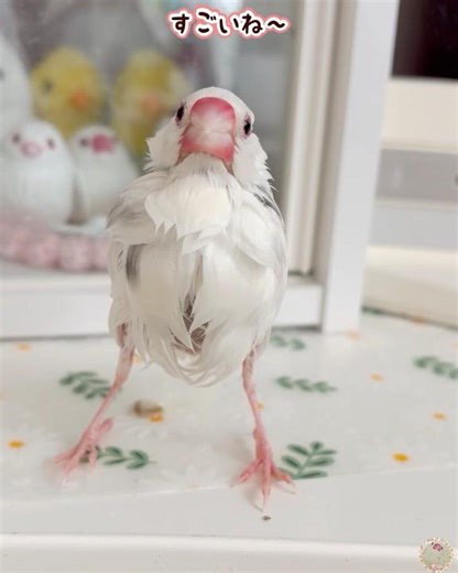 This Java Sparrow is so cute after bathing in water too much 🩷 #javasparrow #relaxing #javasparro...