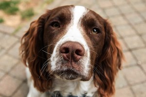 Do Springer Spaniels Point? - Easy Spaniel Training