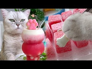 Cat Cooking Food ASMR || Making Cheese Watermelon Smoothie at Home-Cookng Cat