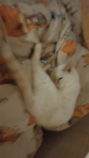 #котейка #кот #домашний #cat #белый