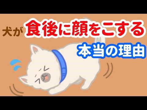 Did you know? When your dog rubs their face after eating, they're not wiping their mouth! It's a ...