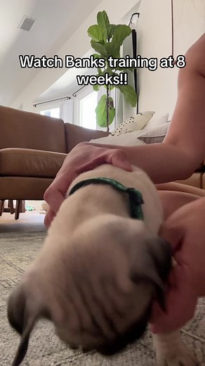 Adorable Pug Puppy Training Compilation