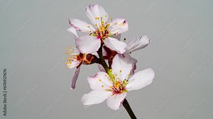 Almond Flowers Wilt in Time Lapse on a White Background. Macro Timelapse Video of Spring Tree Blossoming Branch. Birth of Nature and Wilting Plant
