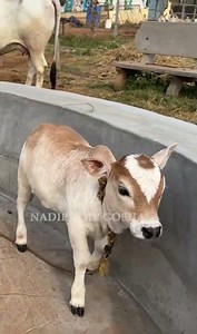 Pet Cows 🐮 So Calm, Sweet & Loving 😍 #pet #cow #love #cute #shot #fun #joy #life #day #fam