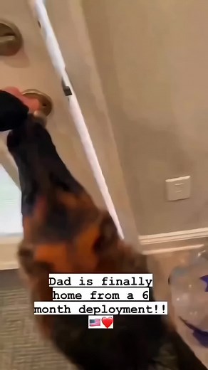 They reunited after many days apart.❤ #pet #cat #dog #cute #animals #foryou #typ