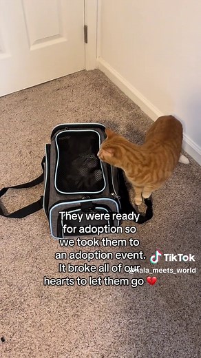 Rescue Kittens: Heartfelt Journey to Adoption