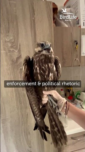 Saker Falcon