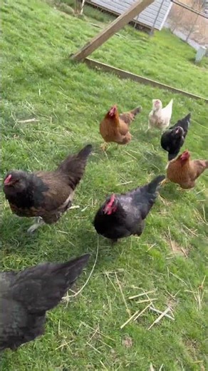 these chickens are actually insane #backyardchickens #shorts #funny