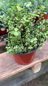 Portulacaria Afra Minima 6” – Dwarf Elephant Bush, Pet Safe Succulent, Easy Care Live Plant - Etsy Canada