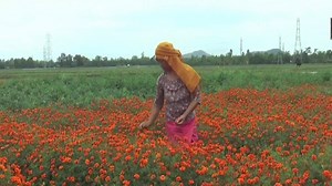 37K views · 187 reactions | A local florist in Manipur is living his worst nightmare amid lockdown, with his business on the verge of closure. He had invested Rs 20,000 for marigold seeds this year. Marigolds are in great demand for offering in temples during puja. But the outbreak of COVID-19 and subsequent imposition of lockdown for containing the pandemic has severely affected the sales. | The Times of India | Facebook