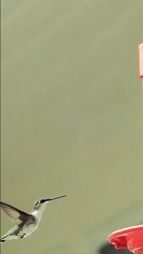 This is what it means to see a hummingbird today ♥️✨🙏🏻 #shorts