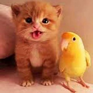 Try not to laugh 😂 | Cute Zone
