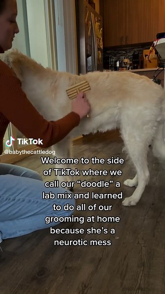 Home Dog Grooming Tips for Labradoodles Side