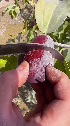 OMG 😱 what fruit?😋🤤#uk #usa #fruit #asmr