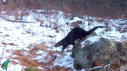These wolves love the smell of skunks