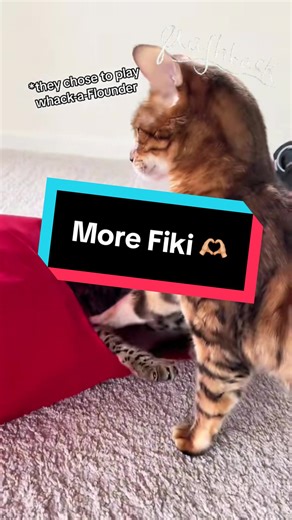 Adorable Flashback with Fiki the Talking Cat
