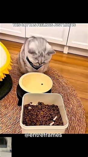 pets sad status and hungry #pets #hungry #sadstory
