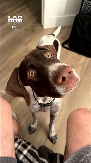 My dog's reaction to hearing a harmonica for the first time 🤣⁠⁠ (🎥: Collab)⁠⁠