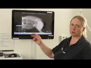 Instructional video - How to optimise and edit your image on Cuattro Cloud Small Animal DR X-ray