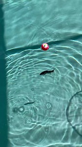 7.7K views · 280 reactions | Robotic Swimming Lure | Zak Catch Em | Facebook