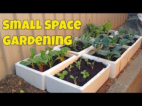 Starting a Cheap + Productive Container Garden Using Styrofoam Boxes