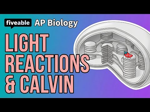 AP Biology - Photosynthesis: Light Reactions & Calvin Cycle