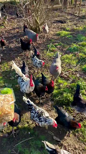 Robert Höck (@happy.huhn)’s videos with Solojodler - Oesch's die Dritten