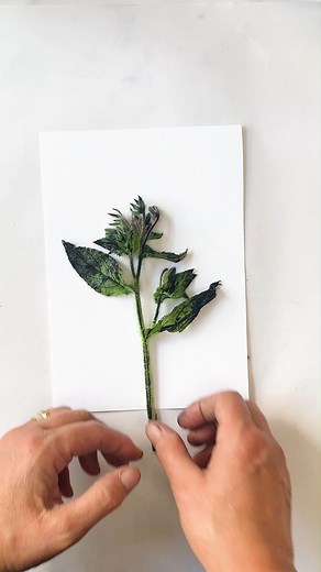 Borage (Borago officinalis) is historically linked to courage and protection, embodying strength and resilience in the face of challenges. It was lovely to print with, I am fascinated by these hairy plants and the way they print, sometimes I get a print which have a right tonal range and this is one of them, its all in the inking up, but sometimes you only get one shot at, but its all good experience. In Victorian floriography, borage symbolised courage and was given to soldiers and those confro