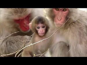 愛くるしいサルの赤ちゃんに「可愛くて餌をいっぱい…」小豆島・お猿の国でベビーラッシュ【香川・土庄町】 (24/04/16 11:45)