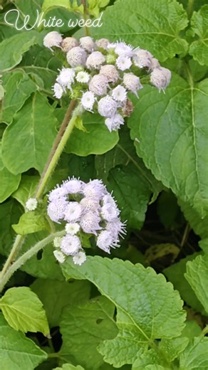 White weed flowers #flowers #nature #naturephotography #fblifestyle #photography #beautifulnature | Blooming Nature Tales
