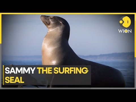 The surfing seal catches the waves in San Diego | WION Climate Tracker