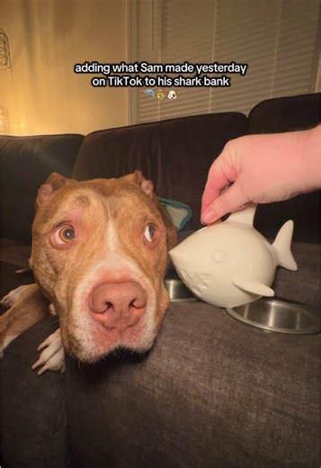 how cute is Sam’s shark bank though 🥹 I’m hoping we can earn enough by summertime to do something big that is really fun! #workhardplayhard