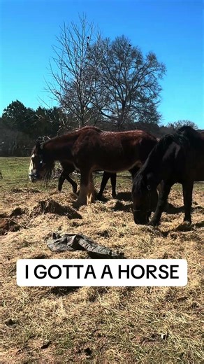 Doctor: Any Depression? Me: Nope… I Have a Horse 🐎 Funny Horse Video