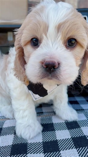 Cavamaltipoo: Adorable Puppies in Action