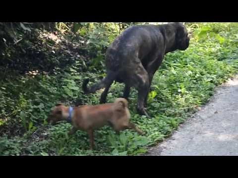 Big dog poops on small dog's face! [HD] (Also Sprach Zarathustra)