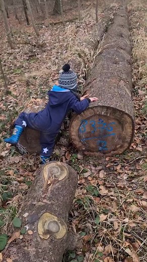 #klettern #klettert #balancieren #balanciert #baum #baumstamm #kind #sohn #wald #dorfkind #natur #spaß #kindsein #spazieren #laufen #fyp #foryoupage