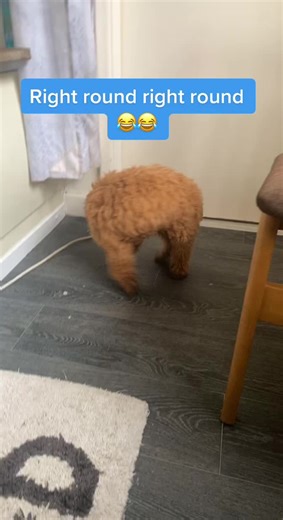 You spin me right round baby right round #fyp #foryoupage #foryou #trend #viral #puppy #cavapoo #cavapoosoftiktok #cavapoopuppy #spinmerightroundbaby