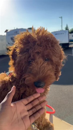 Java_the_doodle (@java_the_doodle)’s videos with Bridget made this - Tik Toker