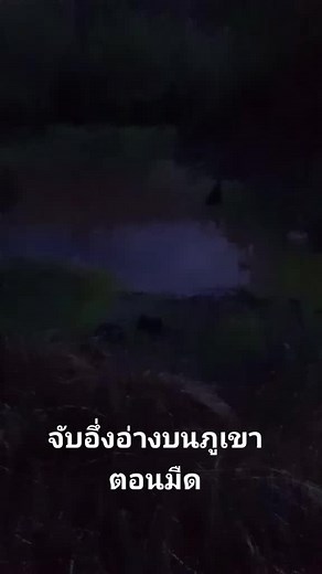 #จับอึ่ง ตอนเย็น บนภูเขาเดินเท้าล้วนๆ