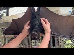 Daily life with Mandi: I visit the aviary to hang out with the batties