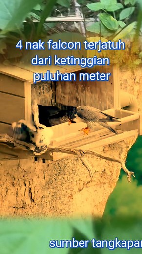 The falcon chick fell from the nest #alamliara #hewanpeliharaan #birdinnest #burungdisarang #naturelife #motherbird #wildlife #birdlovers #birdnest #babybird #birdsounds #nature #birdsofinstagram #littlebird #bird #birdlife #babybird #naturelover #birdwatching #lifewithbird #reviewbirdnest #lifewithbirds #sriram #cinderella #rain #day22 #nestbird #nesbox sumber asli videodi sini :explore org? chanel yutb video ini di ambil dari sini:yutb/@ladyhawk? Chanel yotb DI EDIT OLEH:admin Pengisi suara:ad