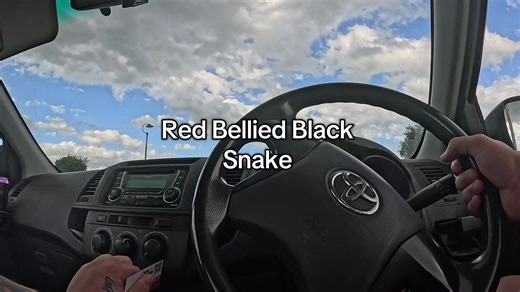 Red Bellied Black Snake Relocation in Laidley, QLD