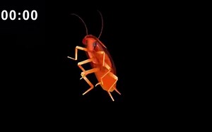 彩虹蟑螂跳Daft Punk1小时