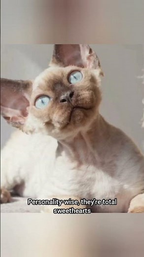 Meet the Devon Rex: Are These Pixie Cats Right for You?