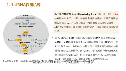 siRNA作用机制是什么？实验人必看！